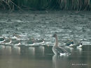 Bean Goose, Oie des moissons, adult