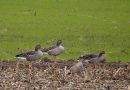 Greylag Goose, Oie cendree