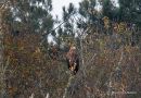White-tailed Eagle, Pyrgargue a queue blanche