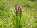 Early Marsh Orchid, Orchis incarnat