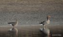 White-fronted Goose juvenile