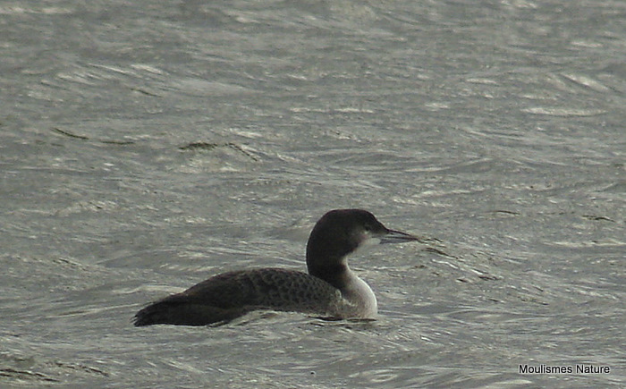 Great Northern Diver, Plongeon imbrin 
