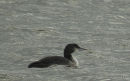 Great Northern Diver, Plongeon imbrin 