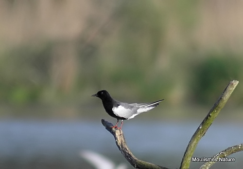 White-winged Black Tern, Guifette leucoptere, adult