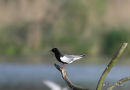 White-winged Black Tern, Guifette leucoptere, adult