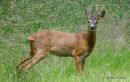 Roe Deer buck, Chevreuil