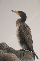 Cormorant 1st-winter  