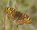 Knapweed Fritillary
