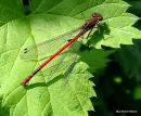Large Red Damselfly male