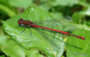 Large Red Damselfly male, Petite nymphe au corps de feu
