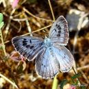 Large Blue female