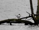 Little Tern, Sterne naine, adult