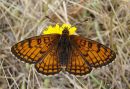 Meadow Fritillary male, La Melitee des scabieuses