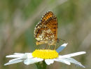 Meadow Fritillary