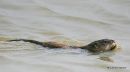 Muskrat, Rat musque
