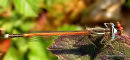 Orange White-legged Damselfly male