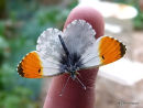 Orange Tip male