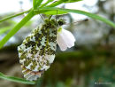 Orange Tip male