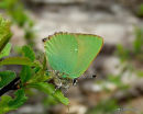 Green Hairstreak, La Thecla de la ronce