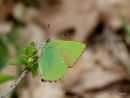 Green Hairstreak