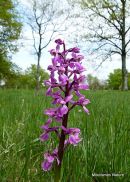 Early Purple Orchid