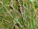 Vagrant Emperor, Anax ephippiger