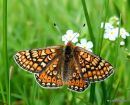 Marsh Fritillary