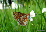 Marsh Fritillary