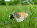 Small Heath, Le Fadet commun 