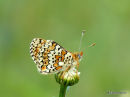 Glanville Fritillary