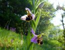 Bee Orchid