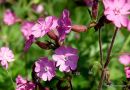 Silene dioica, Red Campion