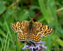 Knapweed Fritillary