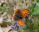 Small Copper