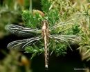 White-tailed Skimmer female teneral