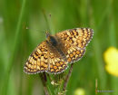 Knapweed Fritillary