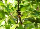 Baskettail female with eggs