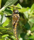 Baskettail female