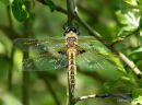 Baskettail female