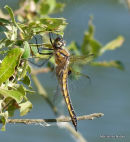 Baskettail female
