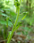 Common Twayblade