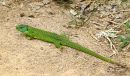 Green Lizard male