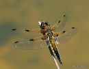 Four-spotted Chaser male