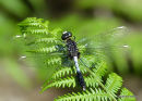 Dainty White-faced Darter male