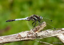 White-tailed Skimmer male 