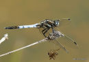 White-tailed Skimmer male