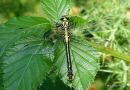 Club-tailed Dragonfly female