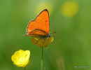 Large Copper male