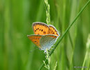 Large Copper female