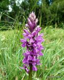 Brenne Orchid